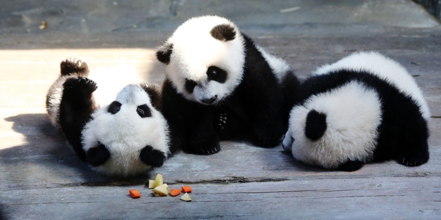 Отличная новость: большие панды больше не в списке вымирающих животных (3 фото)