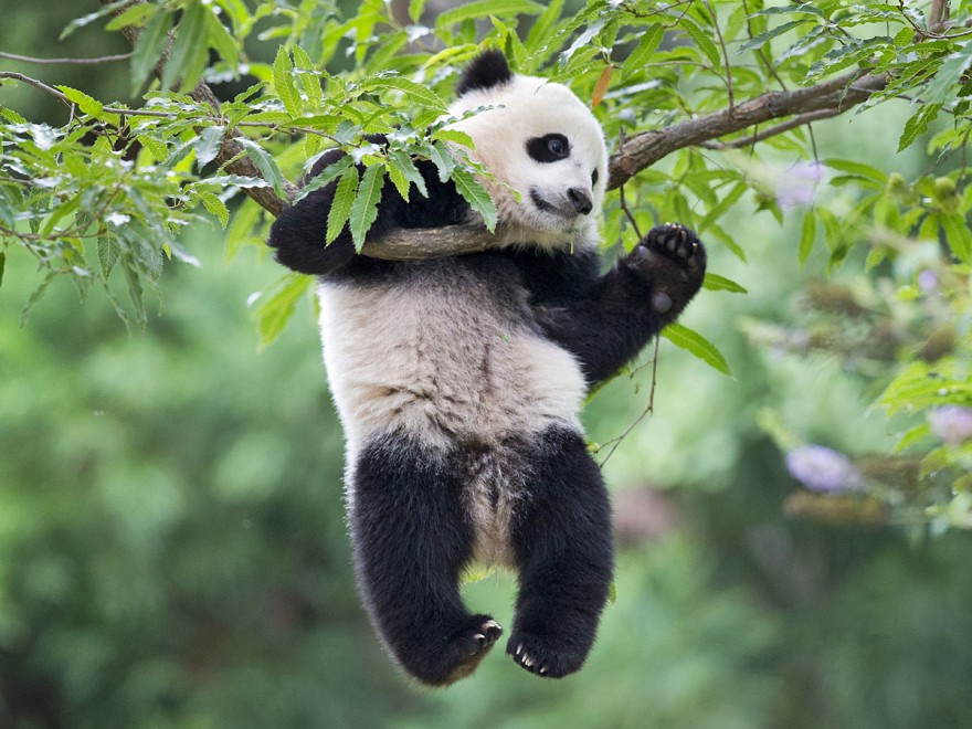 Отличная новость: большие панды больше не в списке вымирающих животных (3 фото)