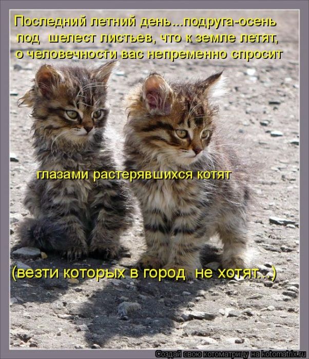 Смешная котоматрица (50 фото)