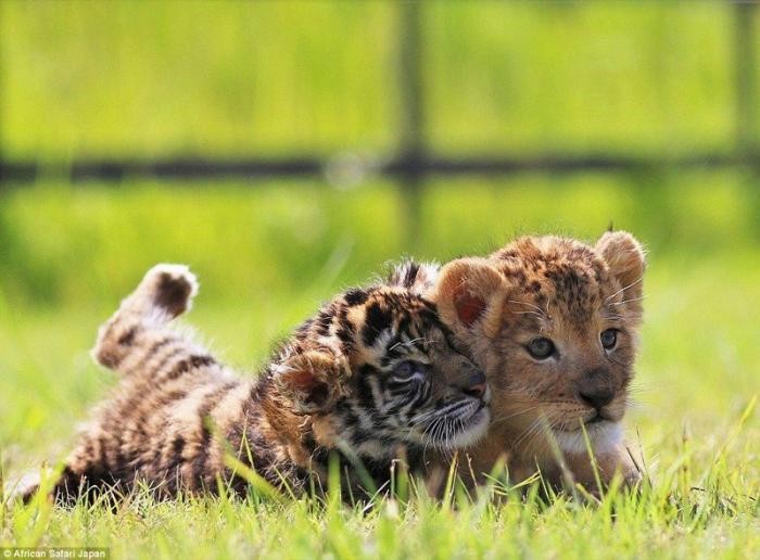 В японском сафари-парке живут неразлучные друзья – львёнок и тигренок (15 фото)