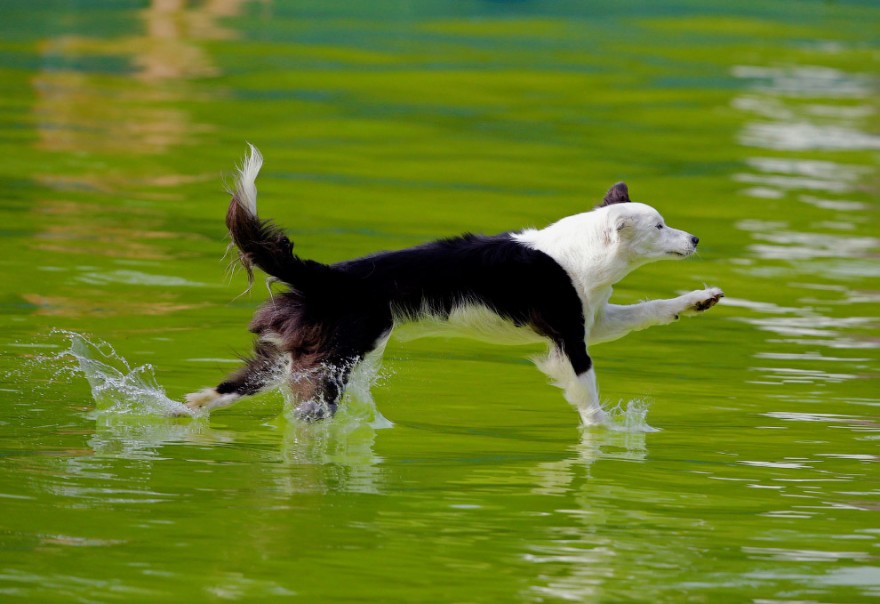 Конкурс летающих собак