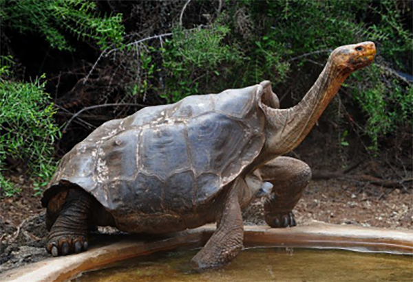 Самец галапагосской черепахи в одиночку спас свой вид от вымирания