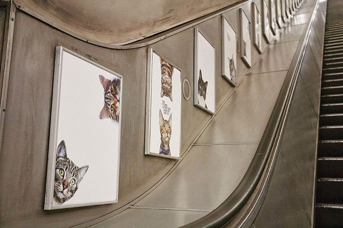 Реклама в лондонском метро была заменена на постеры с котами