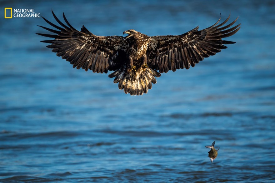 Интересные фотографии по мнению читателей, присланные на конкурс National Geographic 2016