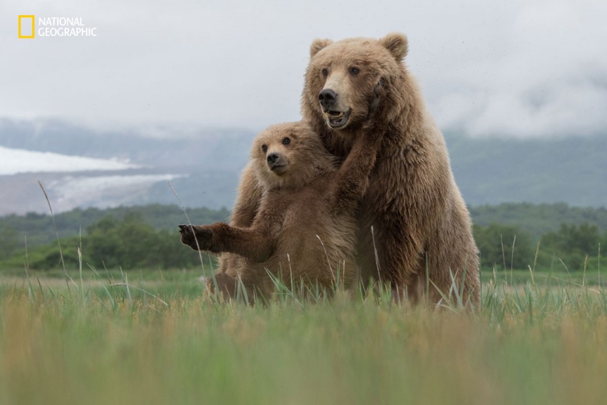 Интересные фотографии по мнению читателей, присланные на конкурс National Geographic 2016