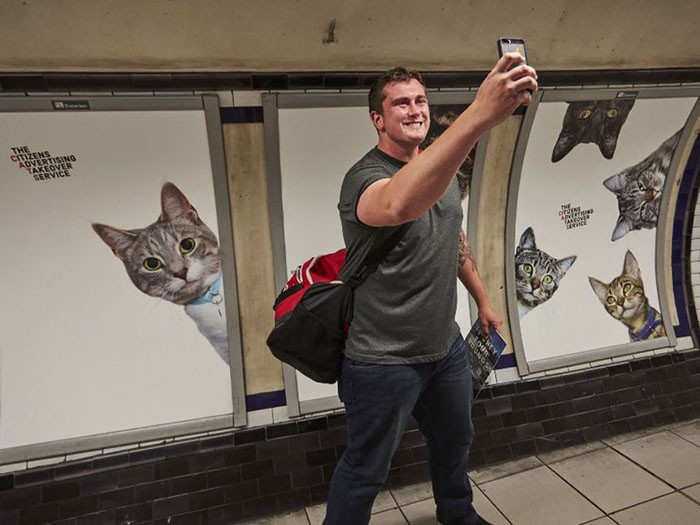 Реклама в лондонском метро была заменена на постеры с котами