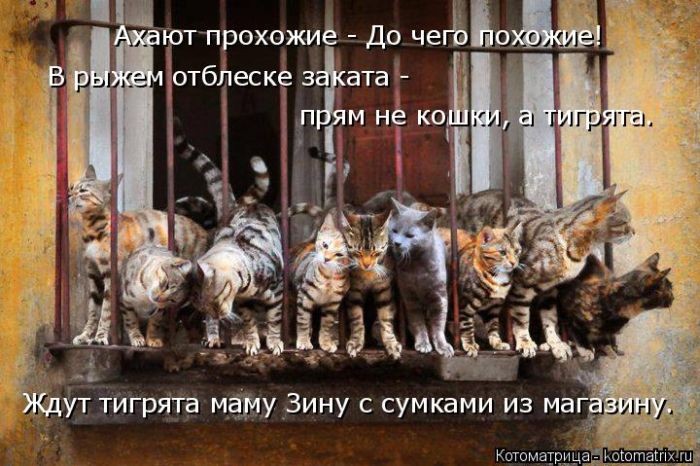 Смешная котоматрица (50 фото)