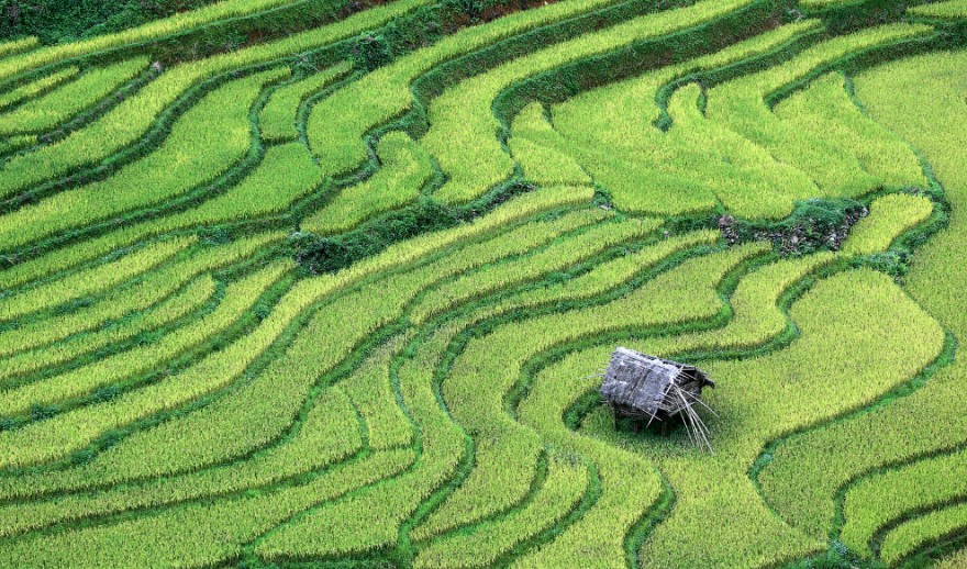 Невероятные рисовые террасы