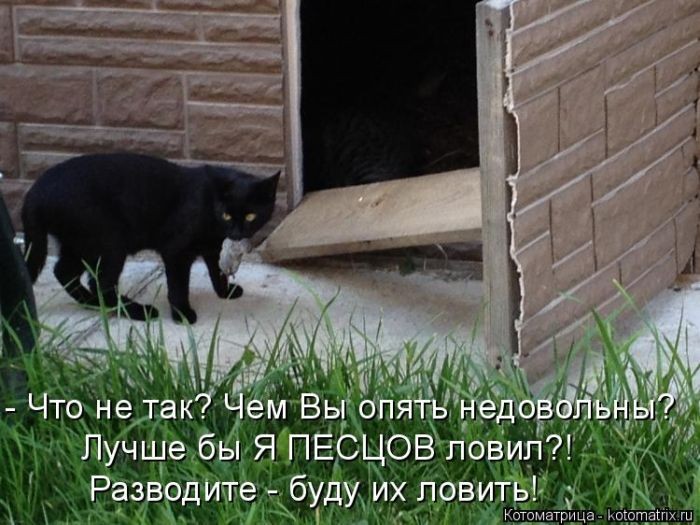 Смешная котоматрица (50 фото)