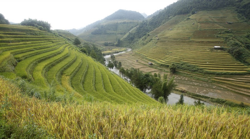 Невероятные рисовые террасы