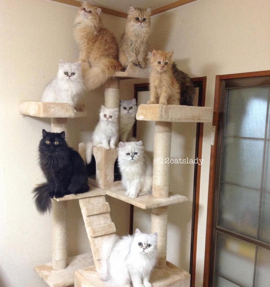 Коты в домике