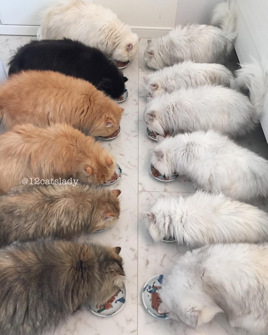 Посмотрите, как проходят будни девушки, приютившей 12 котов