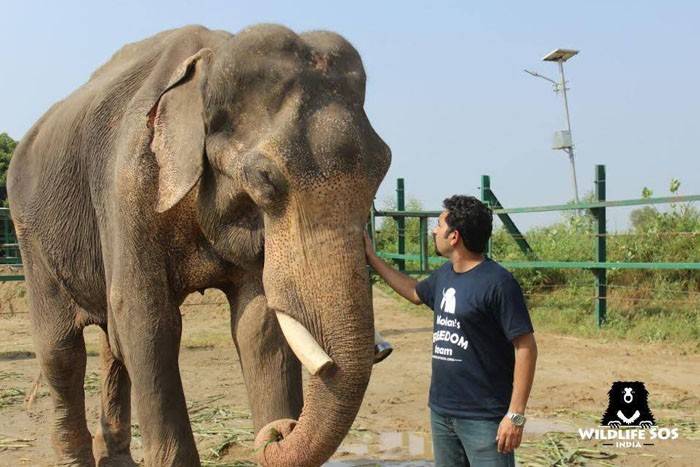 Слон теперь на свободе после 50 лет заключения в рабстве