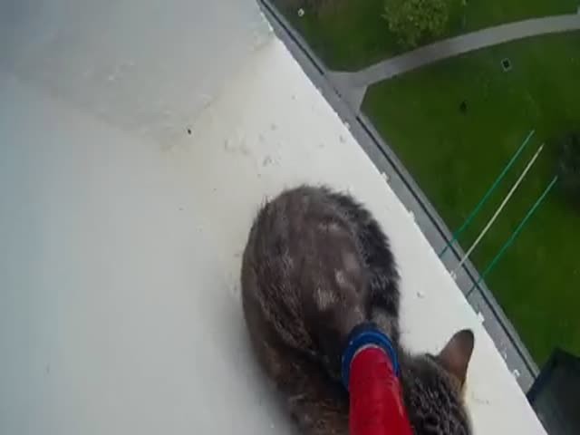 Спасение котенка, застрявшего на 12-м этаже