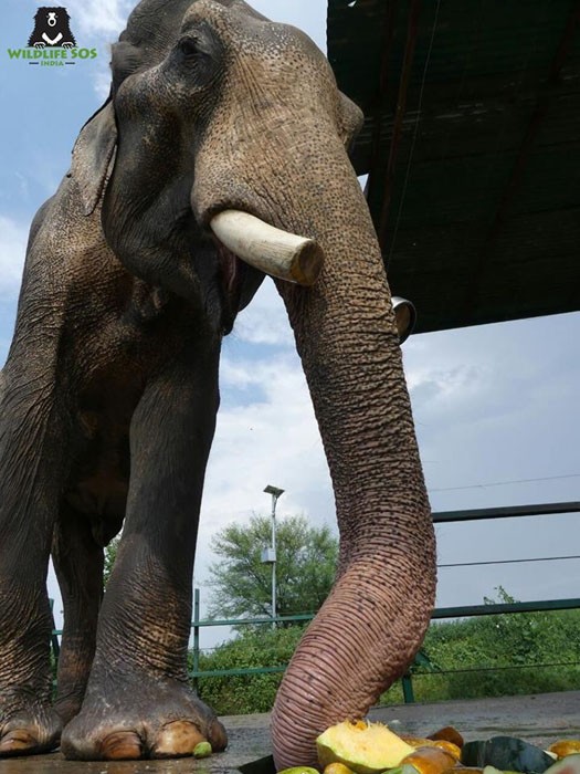 Слон теперь на свободе после 50 лет заключения в рабстве