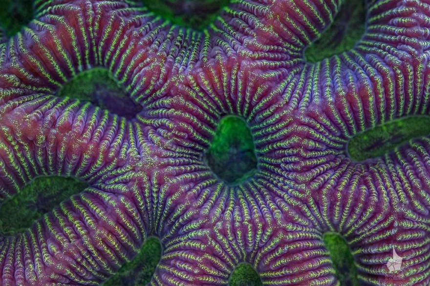Серии ярких макрофотографий кораллов Большого Барьерного рифа