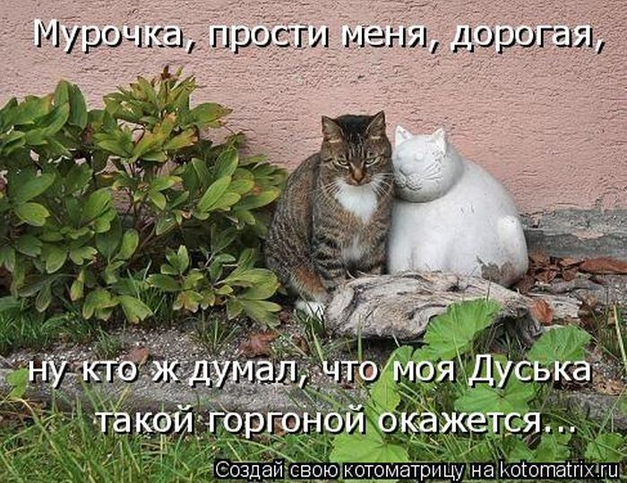 Котоматрица (50 фото)