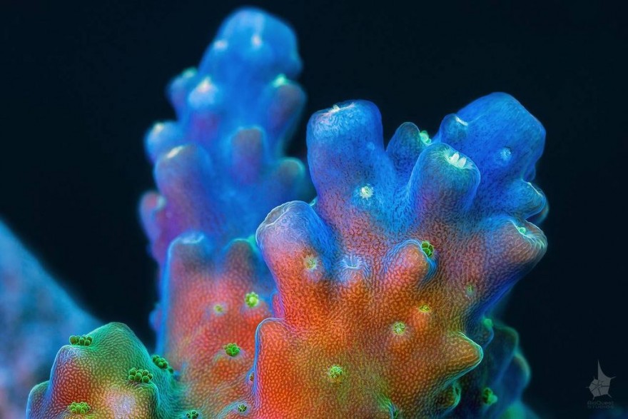 Серии ярких макрофотографий кораллов Большого Барьерного рифа
