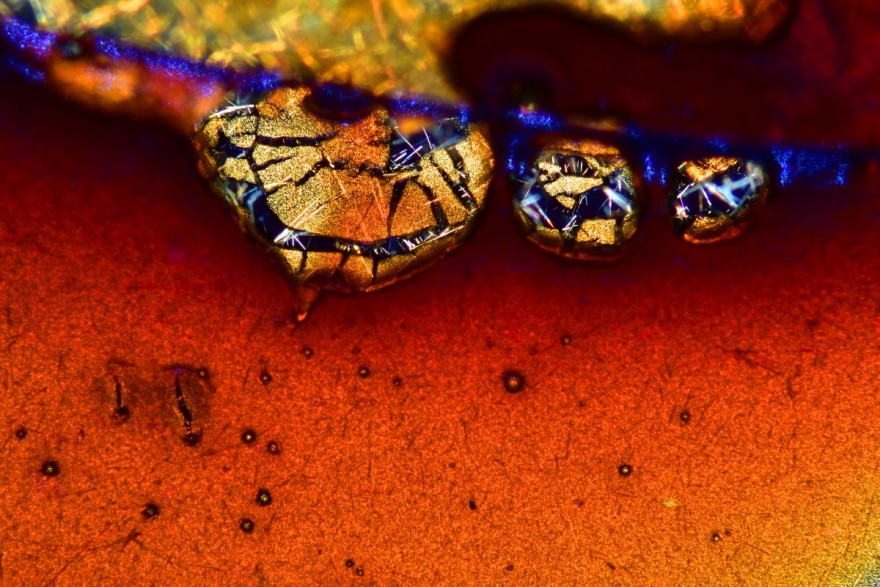 Скрытая вселенная: лучшие фото года из-под микроскопа
