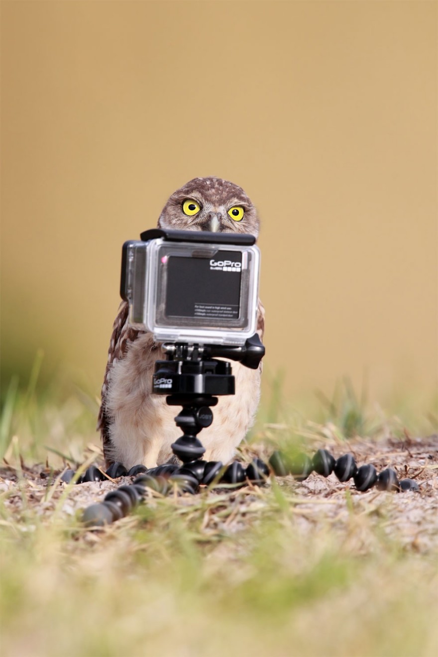 25 несерьёзных фотошедевров конкурса 2016 Comedy Wildlife Photography Awards