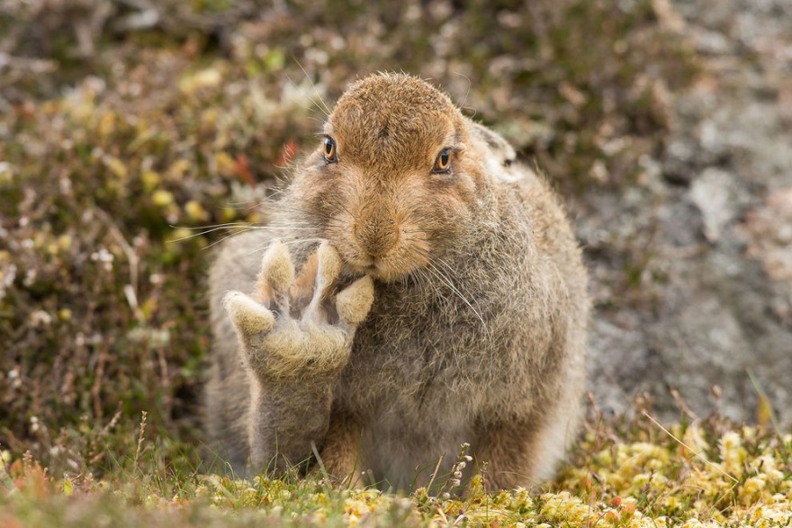 25 несерьёзных фотошедевров конкурса 2016 Comedy Wildlife Photography Awards