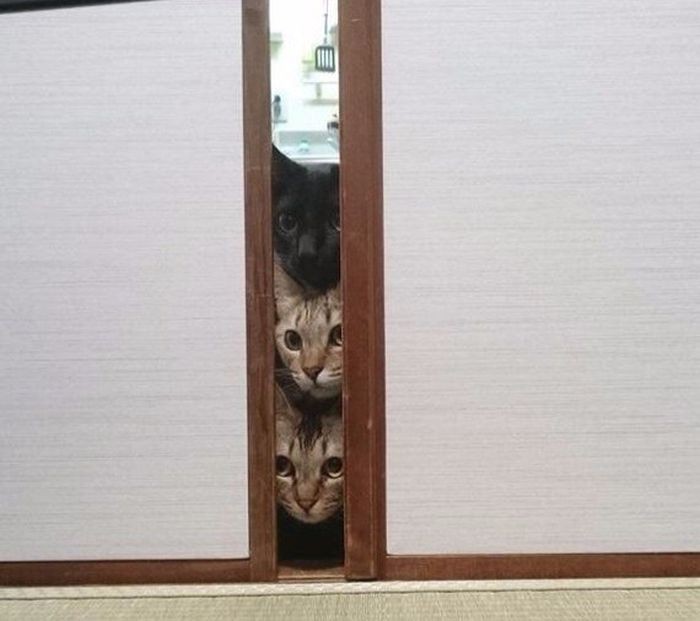 Коты, удивляющие своей синхронностью (36 фото)