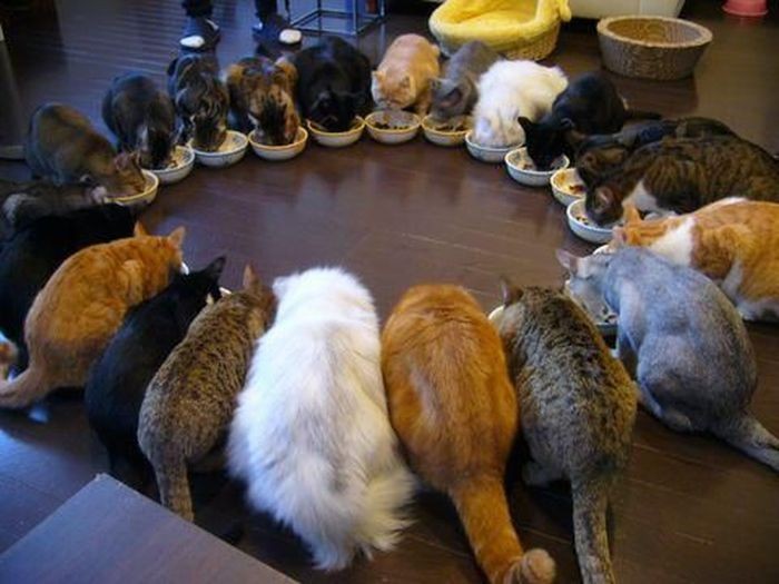 Коты, удивляющие своей синхронностью (36 фото)