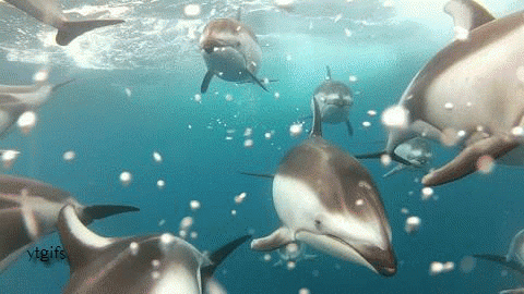 Звуки природы, шум моря,голоса дельфинов