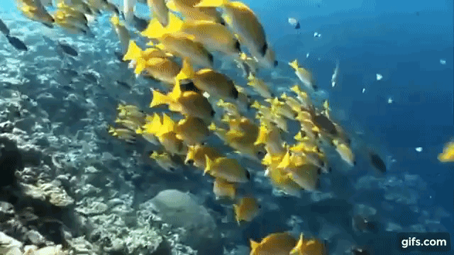 Удивительная красота  подводного мира 1-я часть.