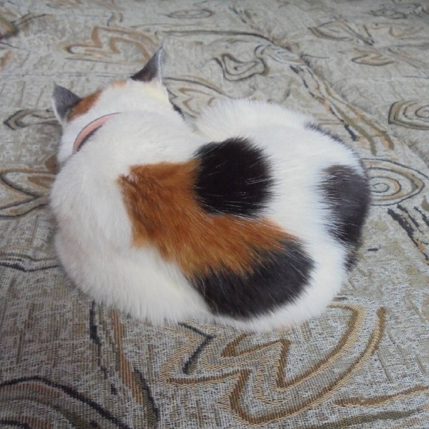 Необычный кот с 3 пятнами в форме "Сердца"