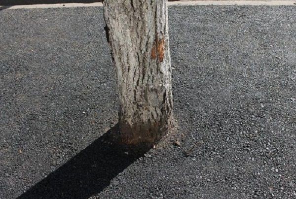Заасфальтированные деревья можно не вскапывать (3 фото)