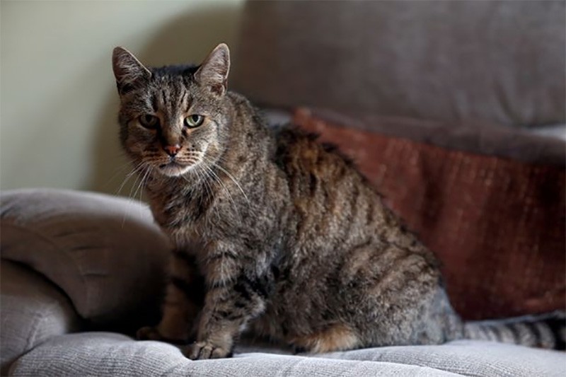 Умер самый старый кот в мире (7 фото)
