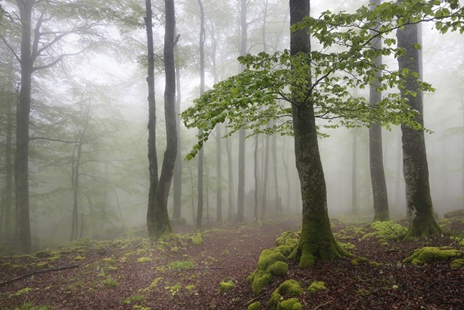 Мистический лес без фотошопа (10 фото)