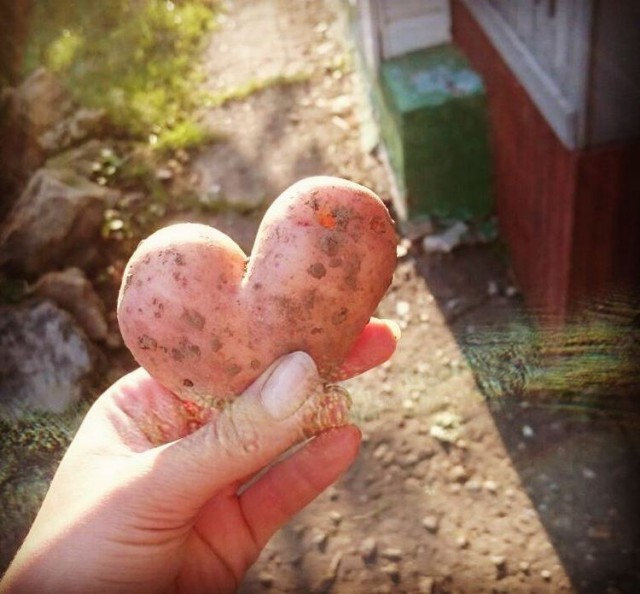 Белорусы копают картошку (27 фото)