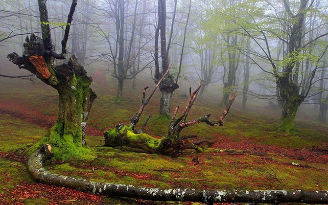 Мистический лес без фотошопа (10 фото)