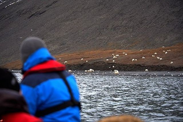 Огромное скопление белых медведей в заповеднике «Остров Врангеля» (6 фото)