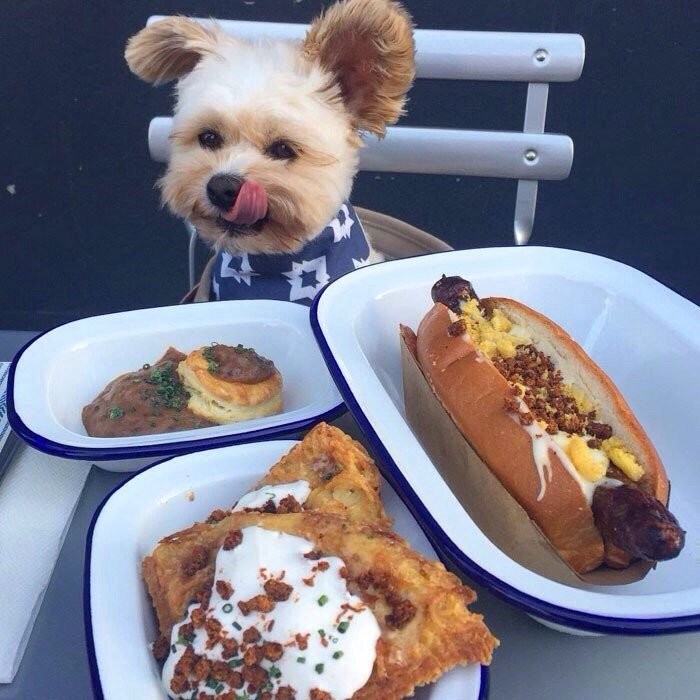 Попай — собака, чей Instagram сделал её звездой интернета (9 фото)