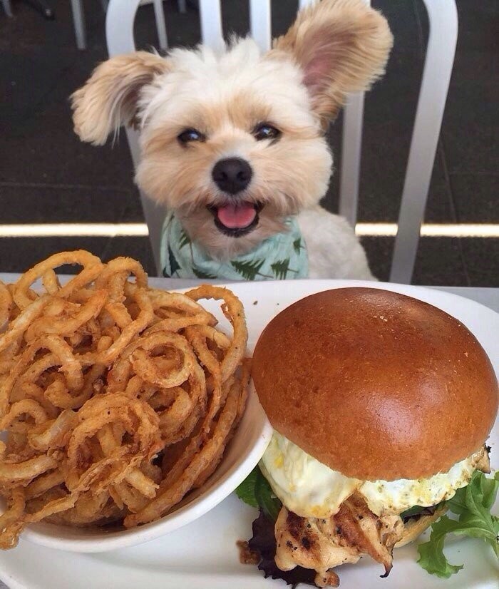 Попай — собака, чей Instagram сделал её звездой интернета (9 фото)