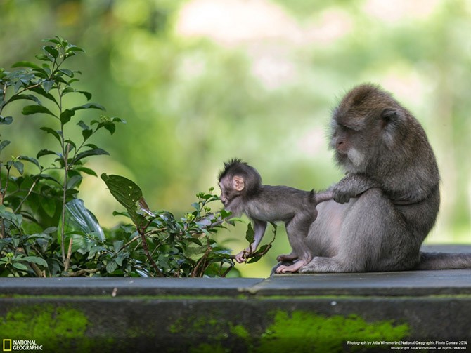 Лучшие фотографии National Geographic (25 фото)