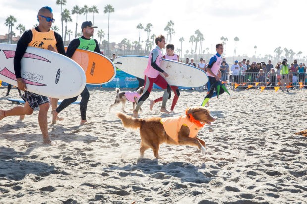 В Калифорнии прошло состязание собак-сёрферов (14 фото)