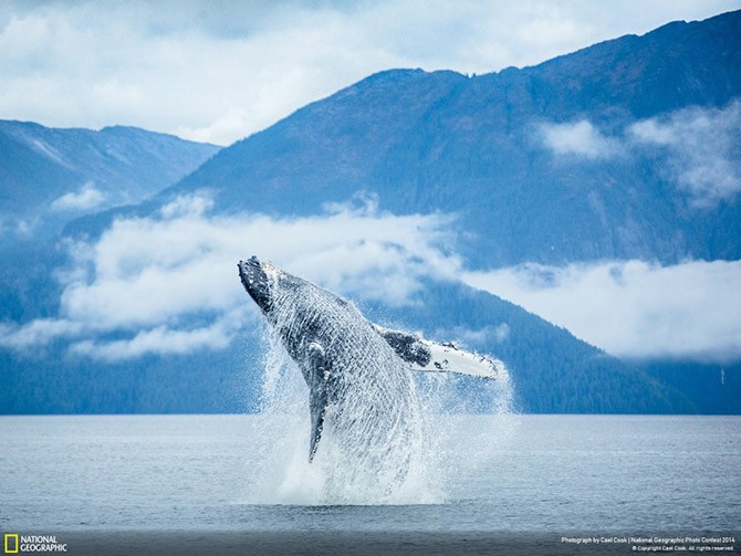 Лучшие фотографии National Geographic (25 фото)