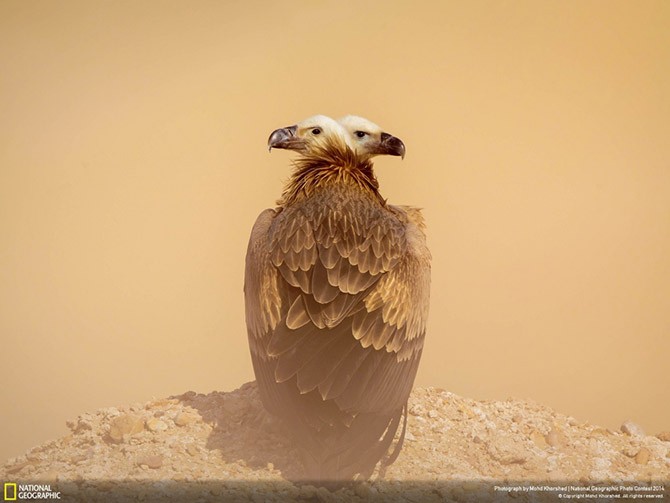 Лучшие фотографии National Geographic (25 фото)