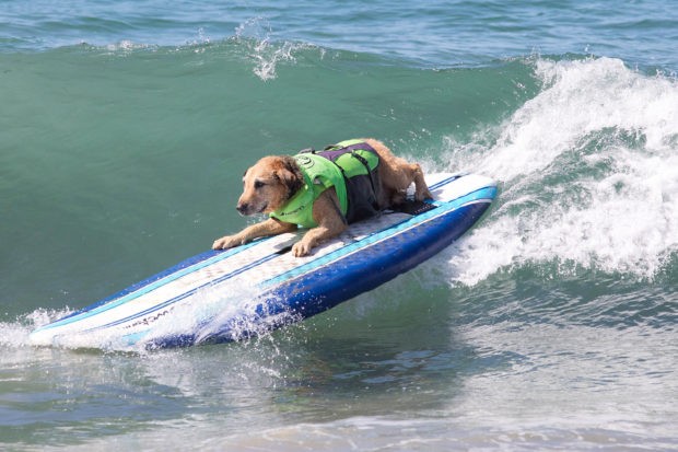 В Калифорнии прошло состязание собак-сёрферов (14 фото)
