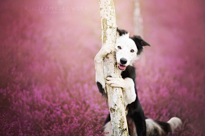 Яркие и живые портреты собак (17 фото)