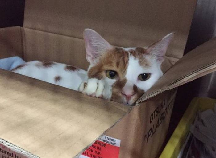 Ветеринары создают невероятные картонные домики для своего кота (16 фото)