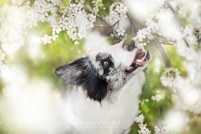 Яркие и живые портреты собак (17 фото)