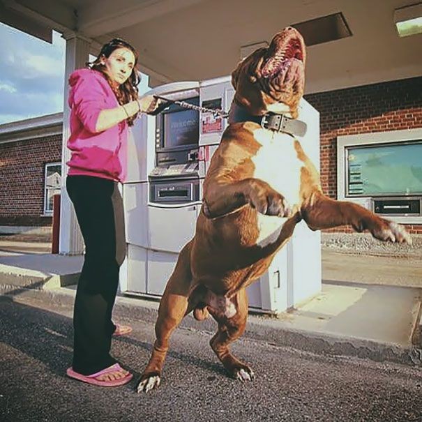 Лучшая защита от грабителей, подстерегающих у банкомата (11 фото)