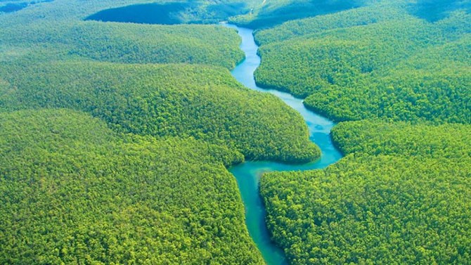 Огромнейшие леса на планете (11 фото)