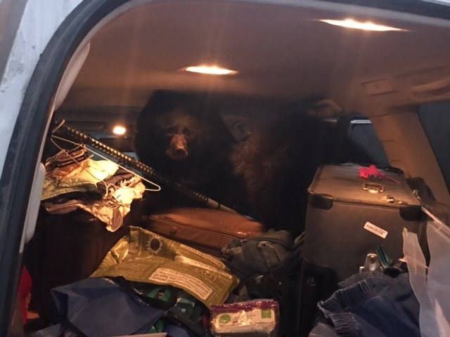 Американка обнаружила в своем автомобиле трех медведей (3 фото)