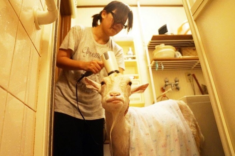 Японка 8 лет живёт со своим лучшим другом-козлом (16 фото)